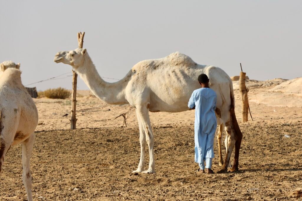 saoedi arabië 2025 11 10 (246)